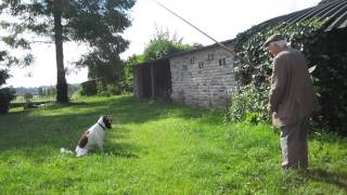 Exercice de dressage de base à larrêt dun jeune Munsterlander des Sacrés Numéros [upl. by Ameline]