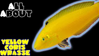 Yellow Coris Wrasse or Yellow and Purple Wrasse or Silver Belly Wrasse or Yellow Canary Wrasse [upl. by Ecnesse362]