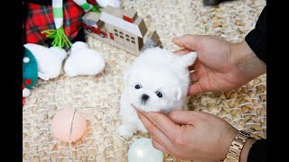 The cutest teacup maltese in the world😍❤  Korea teacup puppies [upl. by Ikcaj200]