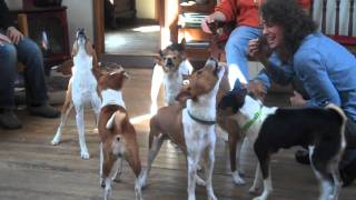 Basenji Chorus [upl. by Atinav]