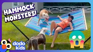 Watch Out For The Hammock Monsters  Dodo Kids  Funny Dog Videos [upl. by Aivatal46]