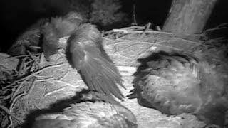 Decorah Eagles 61414 Owl Attacks Eaglets On Nest [upl. by Asiil970]