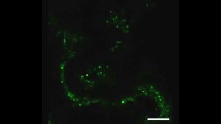 Grapevine and Arabidopsis CationChloride Cotransporters Localize to the Golgi and TransGolgi [upl. by Aeet]