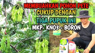 INGIN MEMBUAHKAN POHON PETE CUKUP DENGAN 3 PUPUK INI  LANGKAH PASTI [upl. by Encratis]