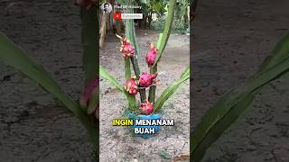 Unbelievable How to Grow Dragon Fruit Plants at Home Easily🏕🌳 Part 01 🌍 shorts short unique [upl. by Evita52]