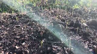 Growing Little Barley Hordeum pusillum a Native American Lost Crop pt 1 [upl. by Areit]