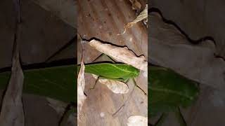 P1 Katydid Visit nature bug science [upl. by Fates]