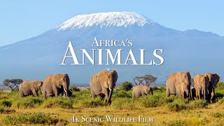 Africas Animals 4K  Scenic Wildlife Film With Inspiring Music [upl. by Ragouzis109]