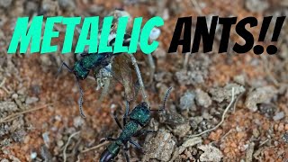 GREEN ANTS  2000 SUBSCRIBER SPECIAL [upl. by Wylde]