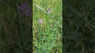 La Luzerne Plante Contre Les Bouffées de Chaleur  Alfalfa Plant Against Hot Flashes [upl. by Ymiaj985]