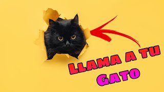 🔊 Sonidos para Llamar a tu Gato 😺 Haz que tu Gato Venga GARANTIZADO [upl. by Litch]