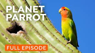 Wild Parrots Taking Over Your City  Full Documentary [upl. by Tildie]