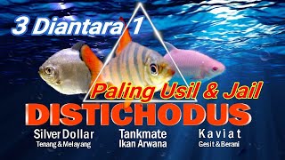 3 Diantara 1 Tankmate Arwana Paling Usil dan Jail  Kaviat  Silver Dollar  Distichodus [upl. by Reppiks]