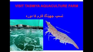 Visit at Tasmiya Shrimp Farm Karachi [upl. by Corrinne371]