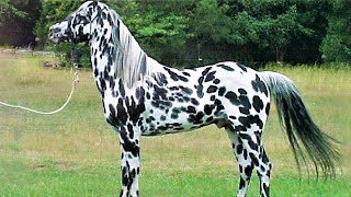 10 Beautifully Colored Rare Horse Breeds [upl. by Meikah]