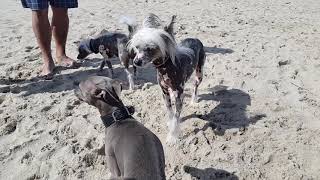 Italienisches Windspiel  entspannt am Ostseestrand [upl. by Ines]