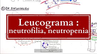 Leucograma  Alteraciones Neutrofílicas neutrofilias neutropenias [upl. by Chally]