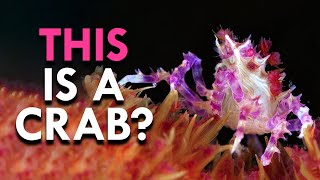 Why Crabs Are Evolution On Steroids [upl. by Lightman]