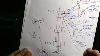 Anatomy of Sympathetic Cervical Ganglia [upl. by Ainala325]