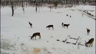 Buck Legends of the Deer Pantry together Vincent Lefty amp Braveheart [upl. by Patterson]