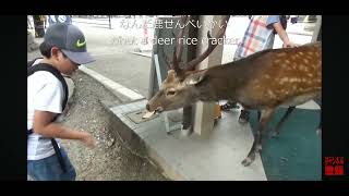 奈良公園 ドアを開ける鹿 deer チョット前に撮影しました。５年程前に [upl. by Ahtabat692]