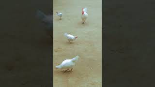 birds white chick calling to father and mother 🐤🐔🐓youtubeshorts viralvideo [upl. by Bendick]