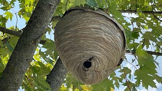 Brake cleaner vs hornet nest full video brutal results [upl. by Yorke]