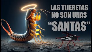 LAS TIJERETAS NO SON SANTAS SE ENFRENTAN A LO QUE SEA [upl. by Yecaj]