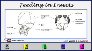 Feeding In Insects [upl. by Ehpotsirhc]