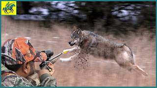 How Do Americas Top Hunters Fight Wild Wolves In Winter  Wild Boar Hunting [upl. by Atnod379]