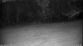 LIVE Deer Cam Virginia [upl. by Englebert]