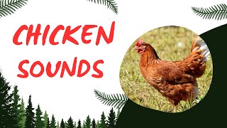 Relaxing Chicken Sounds  Natural Farm Ambience with Rooster Crowing amp Hen Clucking 4K Video [upl. by Azitram]