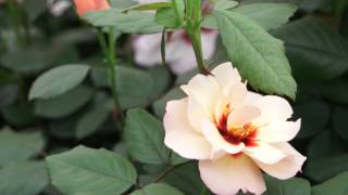 Chelsea Flower Show 2012  Die persischen Rosen von Harkness Roses [upl. by Salvucci]