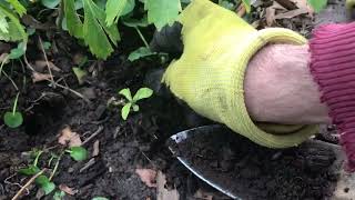 Removing lesser celandine invasive species among other plants [upl. by Dnalyr]