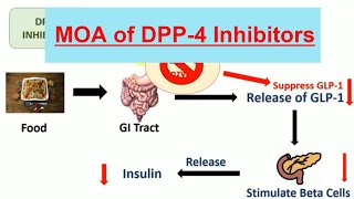 DPP 4 Inhibitors amp Their mechanism of action in Hindi  Teneligliptin  Vildagliptin [upl. by Theda]