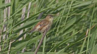 Goldenheaded Cisticola [upl. by Ennovad]