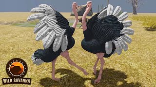 Ostriches fighting for a mate  ROBLOX Wild Savannah [upl. by Lyudmila]