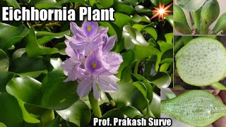 Eichhornia Plant Water Hyacinth Aquatic adaptation Q4 Spot D By Prof Prakash Surve Moderator [upl. by Ky654]