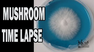 Like Mycelium through the Agar These are the strains of our lives Mushrooms growing time lapse [upl. by Ez298]