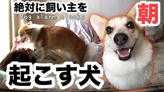 【笑う犬】飼い主を起こすコーギー Dog Waking up Owner [upl. by Nairolf]