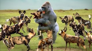 Unbelievable Monkey Turned Wild Dog Into His Game  Baboon Vs Wild Dog Vs Leopard [upl. by Ailbert220]