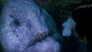 Meeting the Incredible WOLF EEL  Deadly 60  BBC Earth [upl. by Virge665]