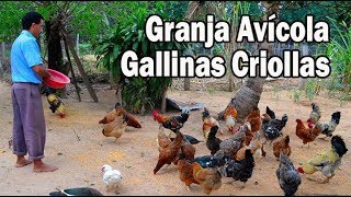 Granja avícola de Gallinas Criollas [upl. by Sopher]