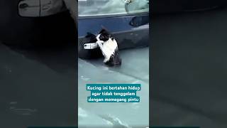 Kucing ini bertahan tidak tenggelam terbawa banjir kucing catlover [upl. by Nico]