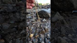 Finding a Gold Chain Mudlarking on the Thames River mudlarking [upl. by Eenor360]