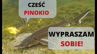 Zimowe żerowanie JESIOTRA i innych gatunków [upl. by Girhiny679]