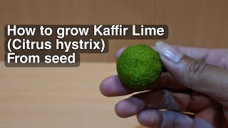 HOW TO GROW KAFFIR LIME CITRUS HYSTRIX FROM SEED [upl. by Dnomad]