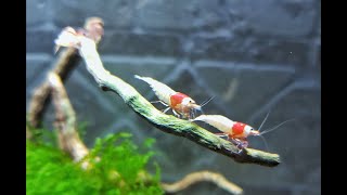 How to Keep and Breed Caridina Shrimp [upl. by Treat]