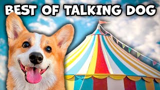 Best Talking Dog Videos April 2024 [upl. by Laise]