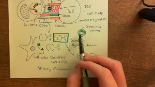 The Adaptive Immune Response and Immunosuppressants Part 6 [upl. by Ger]